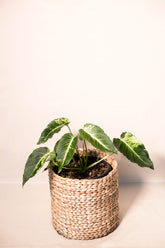 Homalomena sp. Papua "Yellow Line" variegata